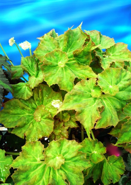 B. ‘Twistabella’